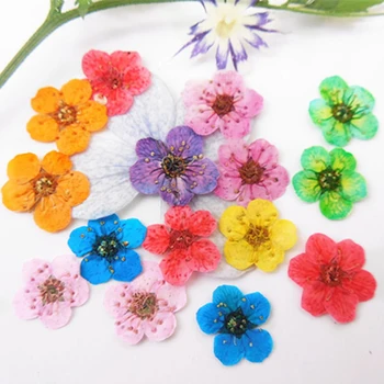 Looduslik Väikesed Nartsissid Kuivatatud Lilled Kell Kodus DIY Teenetemärgi 200Pcs Tasuta Vedu